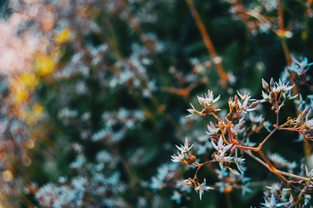 Close-up of some buds and white flowers of sedum album with an ant on its branchの写真素材