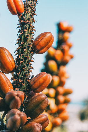 Detail of some brown fruits growing on a stalk of a plant in natureの写真素材