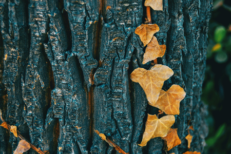 Close-up of some dried leaves of hedera helix on the bark of a tree in the wild