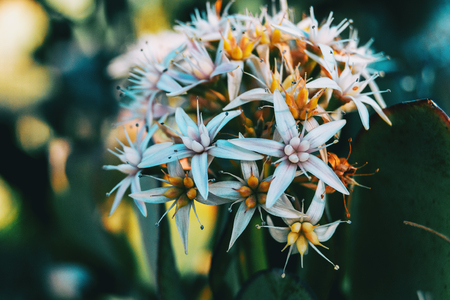 Close-up of a bunch of white flowers of sedum album fully open in the wildの写真素材