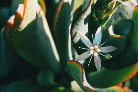 Close-up of a single white flower of sedum album in natureの写真素材