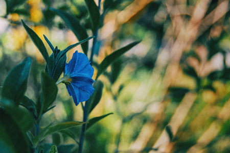 Close-up of a blue flower of Solanum laciniatum on its back in natureの写真素材