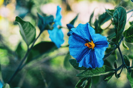 Close-up of a blue flower of solanum laciniatum in the wildの写真素材