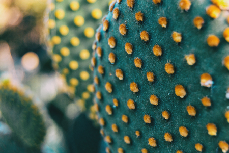 Detail of the pattern formed by the yellow glochids of an opuntia microdasys cactus plantの写真素材