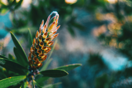 Detail of a spiky plant in the wild with an unfocused backgroundの写真素材