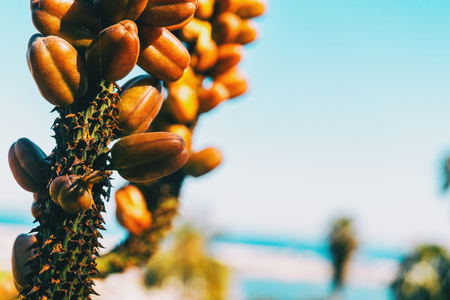Detail of some brown fruits growing on a stalk of a plant in natureの写真素材