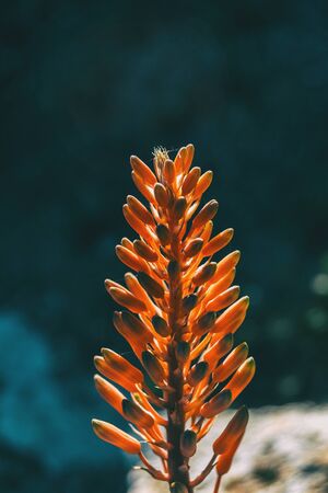Close-up of the top of a raceme of aloe arborescens on a neutral backgroundの写真素材