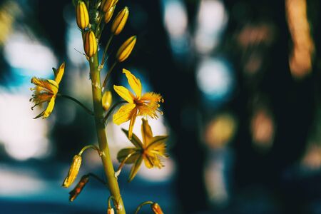 Close-up of some yellow flowers and buds of narthecium ossifragum in the wildの写真素材