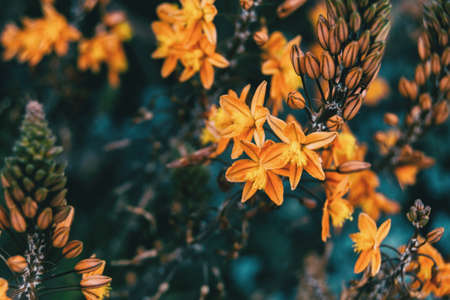 Close-up of some yellow flowers hanging on a branch with some budsの写真素材