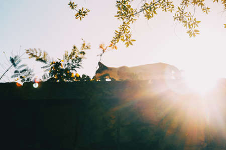 A stray cat on top of a wall silhouetted against a dazzling sunの写真素材