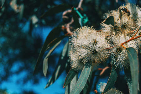 Close-up of a flowering eucalyptus plant in the wildの写真素材
