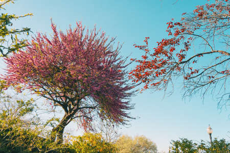 A cercis siliquastrum tree flowered on a sunny day