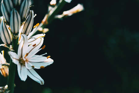 Macro of an isolated white flower of leucanthemum vulgare on a neutral dark background
