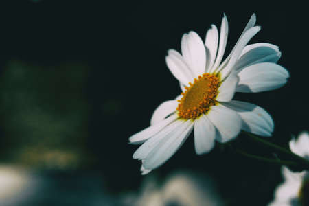 Macro of an isolated white flower of leucanthemum vulgare on a neutral dark background