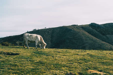 A white cow grazing in a meadow on the heightsの写真素材