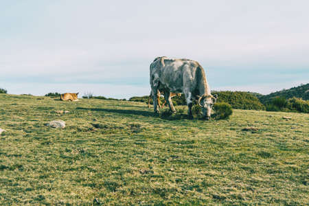 Close-up of a white cow grazing with a calf resting in the meadow behind itの写真素材