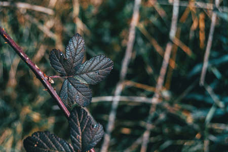 Close-up of a dark leaf of rosa rubiginosa on a spined stem