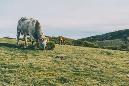 Close-up of a white cow grazing with a calf grazing behind itの写真素材