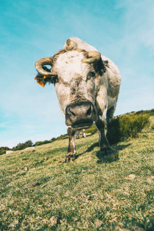 Close-up portrait of a white cow looking at the camera in a meadow