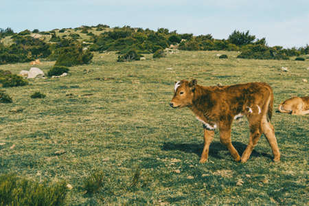 Portrait of a brown furry calf in a meadow during the dayの写真素材