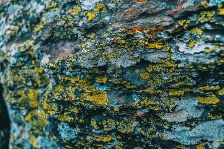 Macro of yellow lichens on a rock wall in the wildの写真素材