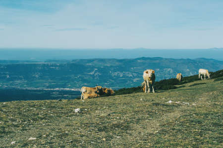 Views of a mountainous landscape with a herd of cows in the foregroundの写真素材