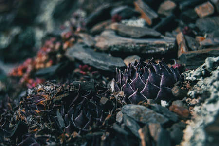 Close-up of two round and pointed purple plants in the wildの写真素材