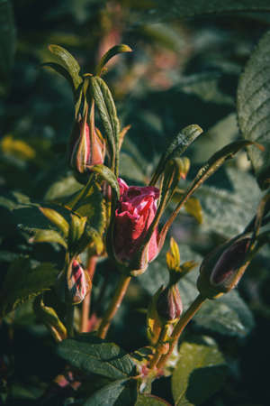 Detail of a pink rose blooming among buds in the wild