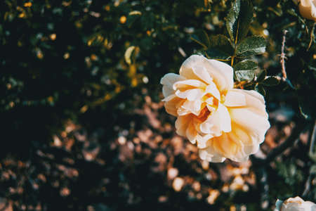 Close-up of an apricot open rose in the wildの写真素材