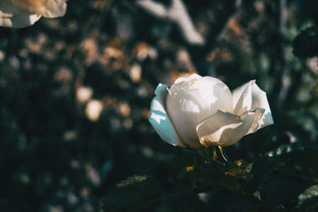 Close-up of a white open rose in the wildの写真素材