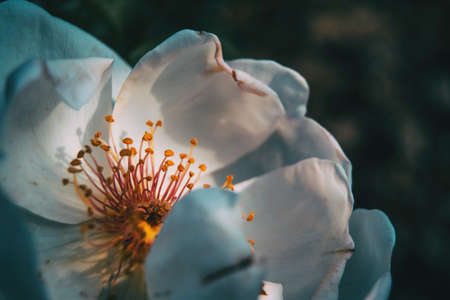 Macro of an open white rose ans its stamens on a neutral backgroundの写真素材