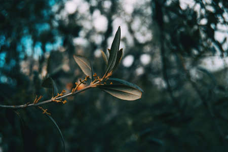 Close-up of a branch with some buds and thin leaves in nature