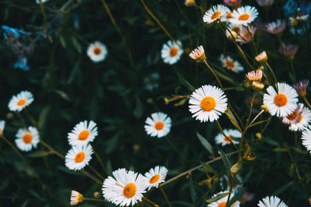 Close-up of some white flowers of erigeron growing on the natureの写真素材