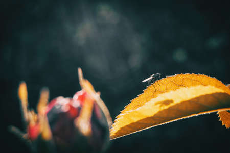 Macro of a black bee resting on a yellowish leaf and an unfocused flower in the foreground