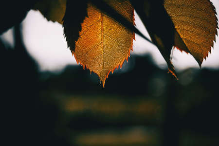 Detail of the pattern illuminated by sunlight of a rose's leafの写真素材