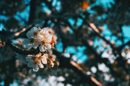 Close-up of some white prunus flowers on a branch illuminated by sunlight