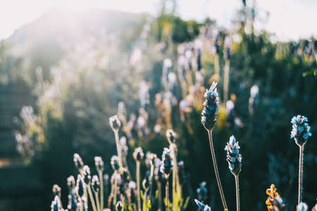 Close-up of some little flowers of lavandula stoechas on the top of its stems illuminated by...