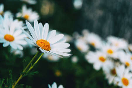 Detail of a white leucanthemum flower of a bunch on an unfocused backgroundの写真素材