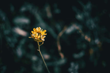 Close-up of an isolated bunch of small yellow flowers on a dark unfocused backgroundの写真素材
