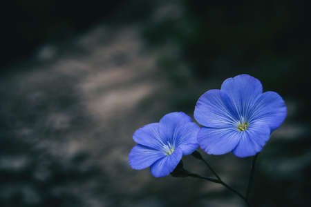 Close-up of two blue flowers of linum narbonense on a dark neutral backgroundの写真素材