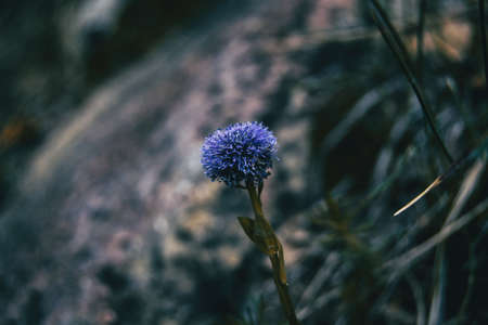 Close-up of an isolated purple inflorescence of globularia on an unfocused backgroundの写真素材