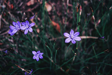 Close-up of some buds and violet flowers of aphyllanthes monspeliensis in the wildの写真素材