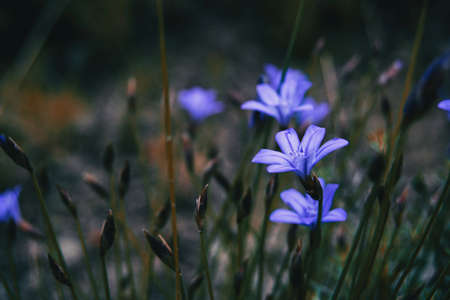 Close-up of a violet flower of aphyllanthes monspeliensis on an unfocused background