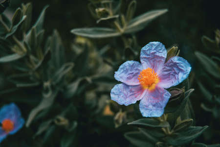 Detail of an isolated bluish flower of cistus albidus with intense yellow stamens in the wildの写真素材