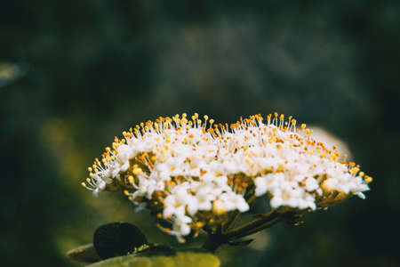 Close-up of a bunch of small white flowers with erected yellow stamens of viburnum tinus on a neutral unfocused backgroundの写真素材