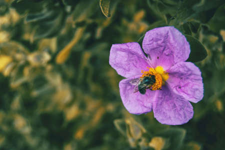 Detail of a black bee pollinating a purple flower of cistus albidus in the wildの写真素材