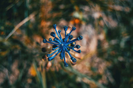 Detail of a blue plant with a bunch of closed buds centered on the picture