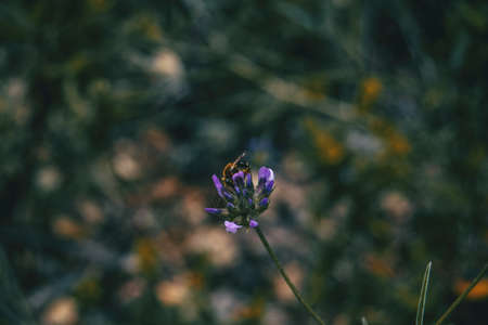 Close-up of a bee pollinating a purple flower of bituminaria bituminosa in the wildの写真素材