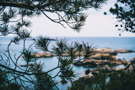 Close-up of some branches of a tree and its thin pointed leaves with the sea unfocused on the backgroundの写真素材