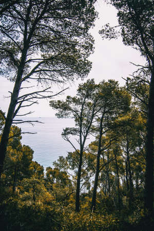 Landscape of trees and vegetation with the sea on the backgroundの写真素材